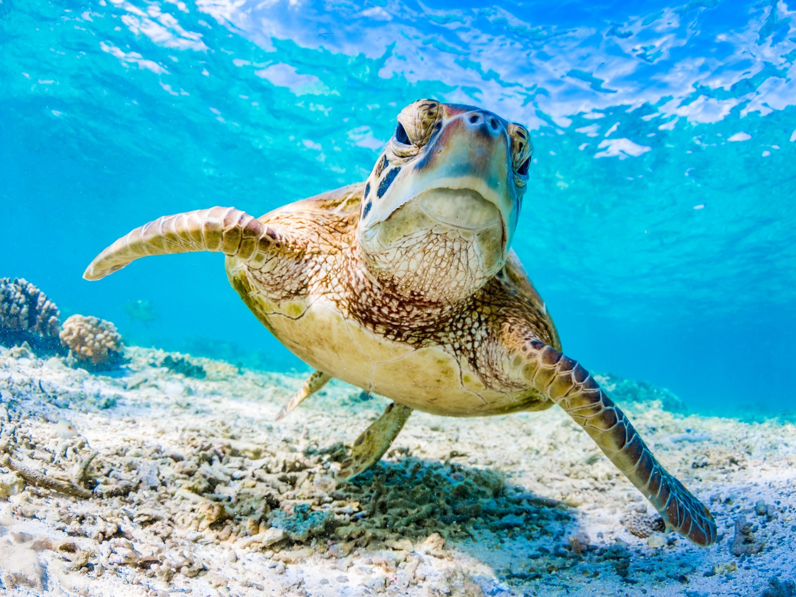 死ぬまでに泳ぎたい絶景ダイビングスポット 国内から海外までおすすめ42選 パラオタイムス Palau Times