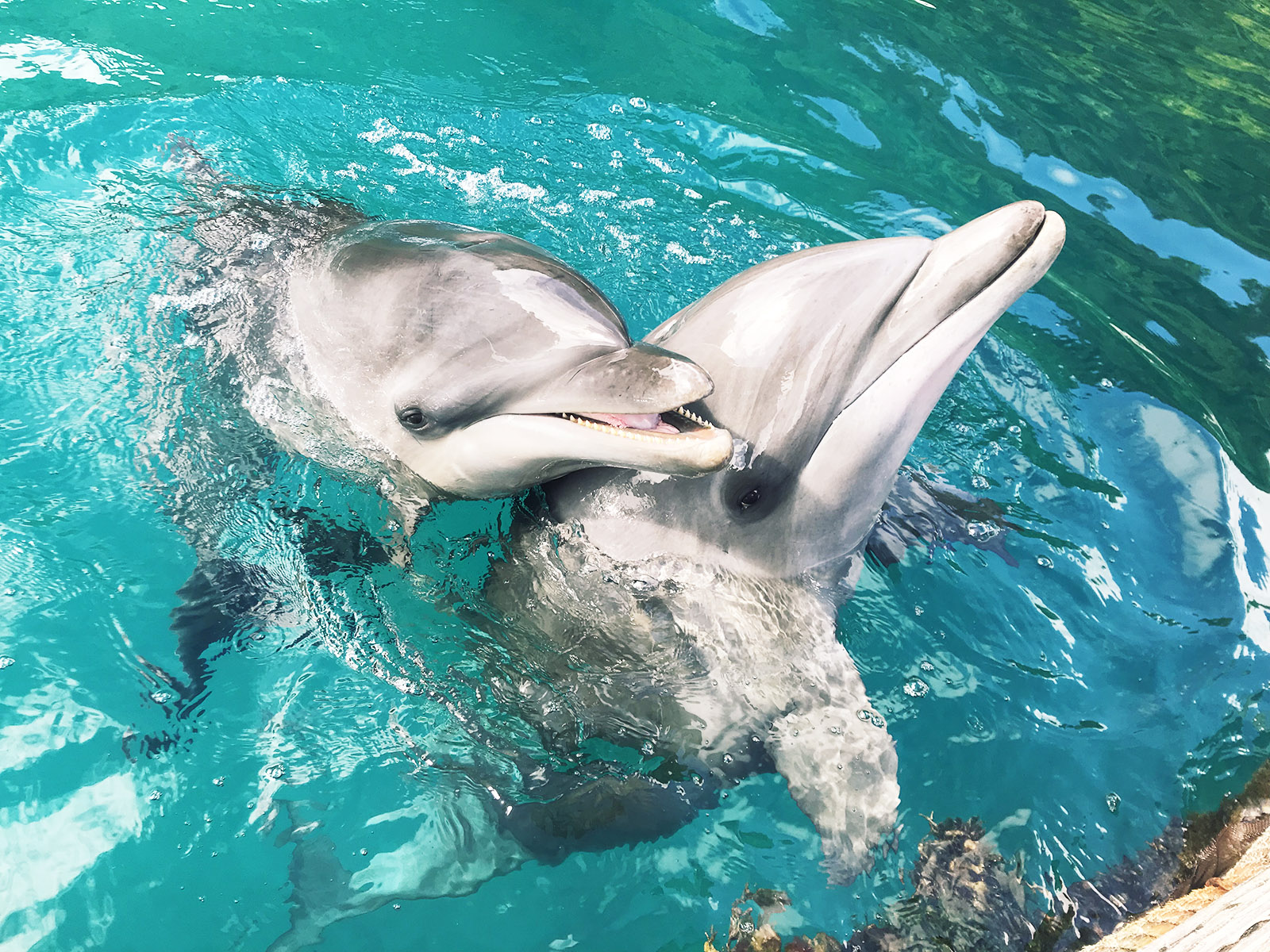 ドルフィンズ パシフィックの観光ガイド イルカと触れあう体験ツアーの魅力 パラオタイムス Palau Times