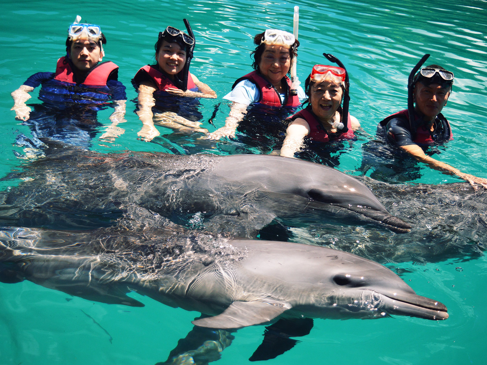 ドルフィンスイムを楽しめる海外スポット6選 野生のイルカと泳ぐアクティビティツアー パラオタイムス Palau Times